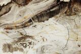 Polished Petrified Wood Stand-Up - Washington #382179-2